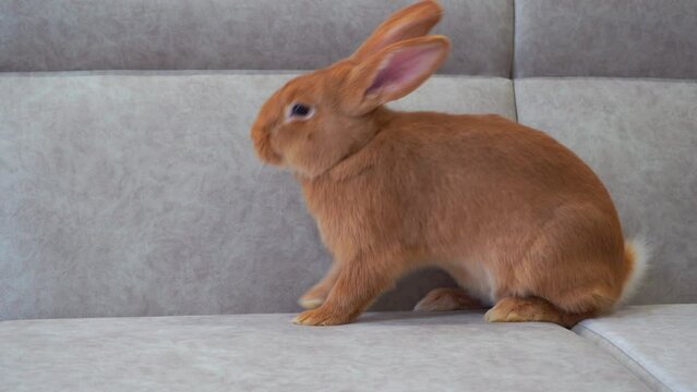 rabbit rests on the sofa,a beautiful rabbit in the house is lying on the sofa, a rabbit in the house with the New Year