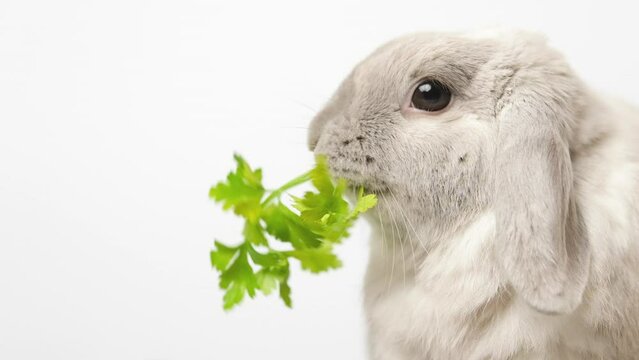 Gray bunny on a white background in slow motion. The rabbit eats a mint.