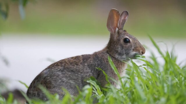 Grey small hare eating grass on summer field. Wild rabbit in nature