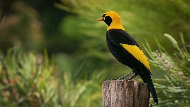 Regent Bowerbird - Sericulus chrysocephalus medium-sized sexually dimorphic bird, male bird is black and golden orange-yellow crown and bill, black feet and yellow iris, female is a brown bird.