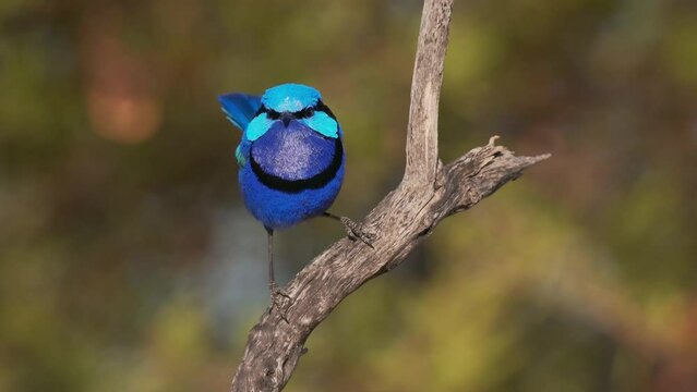 Splendid Fairywren - Malurus splendens passerine bird in Maluridae, blue wren found in Australia in arid and semi-arid regions, male is small long-tailed bird of bright blue on the branch amd sings.