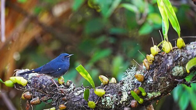 Ultramarine Flycatcher (Superciliaris ficedula) cute blue bird perching on stump.