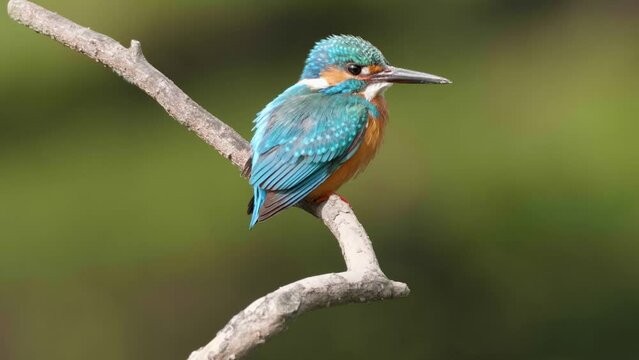 close up of bird Kingfisher (Alcedo atthis) stand on the branch and looking around  with blurry green nature background, 4k real time footage.