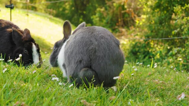 Kiss of rabbits in love on a summer farm with daisy flowers and green grass in the meadow