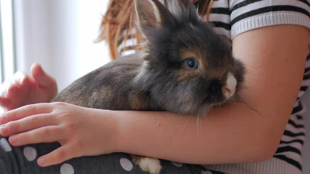 A cute brown rabbit sitting on the arms of a little girl timidly snuggled up to her. Children's love for pets. Selective focus.