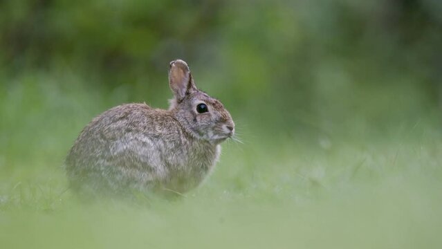 Closeup of rabbit in green field eating grass then hopping away