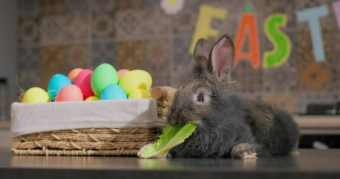 Easter symbol. Lovely bunny easter rabbit eating lettuce near a basket full of colorful easter eggs in a room decorated with happy easter garland