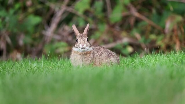 rabbit in the grass