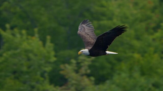 Majestic Bald Eagle flying in slow motion. Close-up bird Eagle flying low past trees and fall colors as it flaps wing. 120 fps slow motion. 