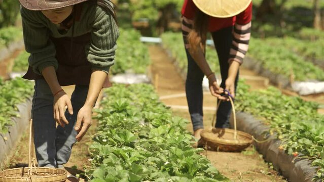 strawberry plant agriculture industry in Asia, Asian woman picks strawberries , farmers picking fresh ripe strawberry. agricultural field of strawberries in Asia. 