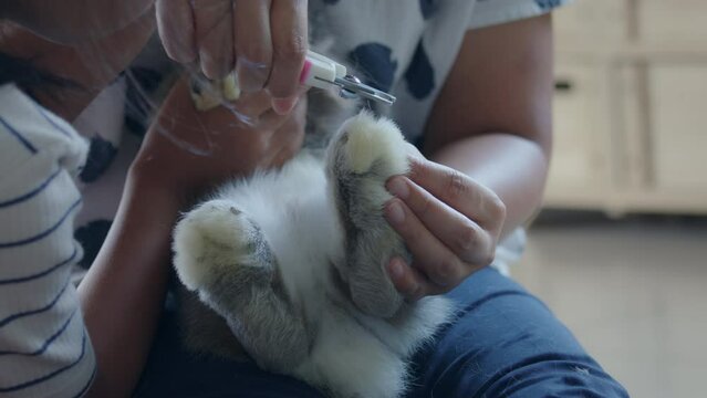 Owner trimming nails of her pet cute rabbit