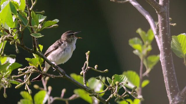 Sedge Warbler reed bird singing summer morning South Milton Ley, South Devon, UK