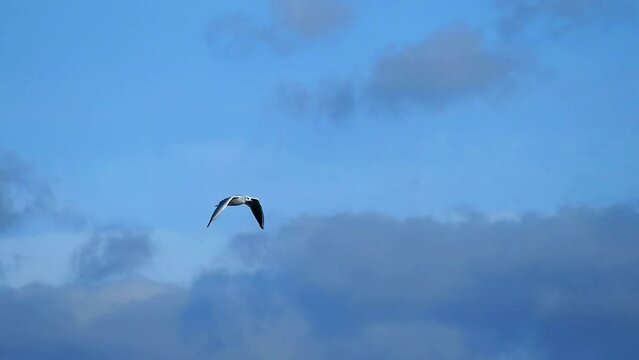 A seagull flies in the blue sky in slow motion. Bird watching. Wild nature footage gull.