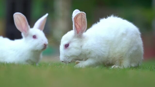 White rabbit runs on the green grass. Little rabbit in the garden. White hare close-up. Rabbit resting on the grass. rabbit galloping on the grass.