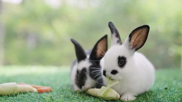 Two cute little rabbits eat corn and carrots on green grass meadows in the garden with a natural background during springtime. Beautiful little rabbits are eating food on the lawn in the park. 