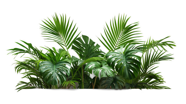 Tropical lush green leaf of palm tree transparent png 