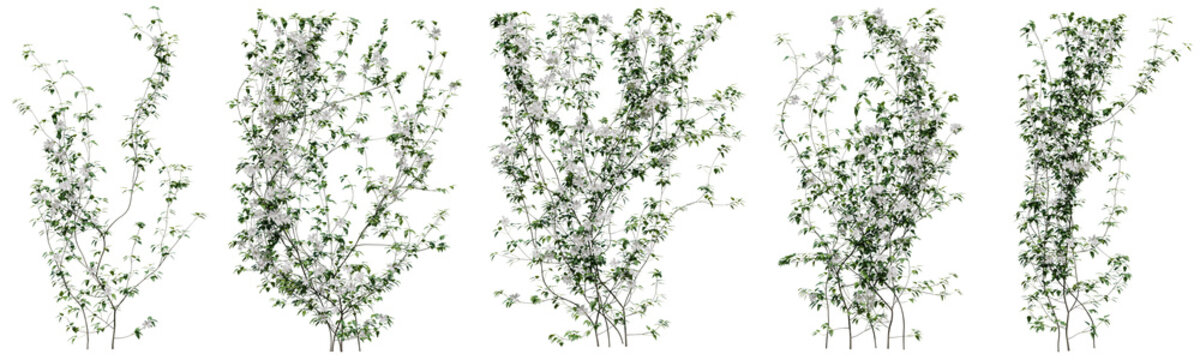 Set of Clematis Lanuginosa vine plant, Flowering vine for decorate wall and fence with isolated on transparent background. png file, 3d rendering illustration, clip art and cut