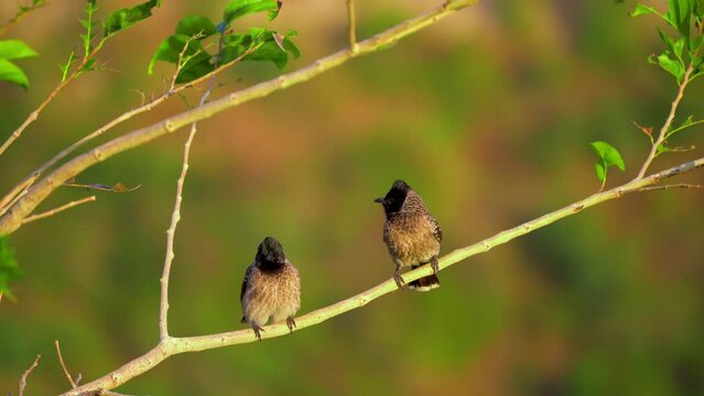 pair of bulbul birds perched on a tree branch with bokeh of branches in the background showing this bird native to India