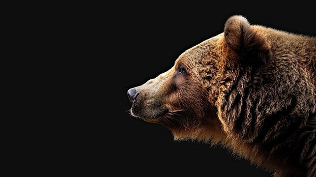 portrait of a brown grizzly bear photo studio setup with key light, isolated with black background