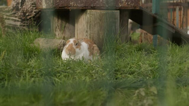 Wild rabbit sitting on green grass near wooden stump at farm garden