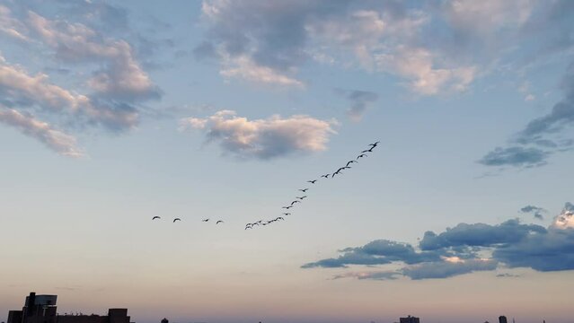 Geese Flying by in Brooklyn New York City NYC