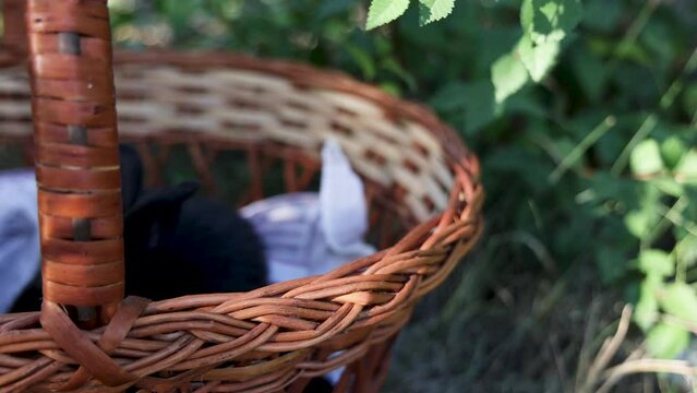 bunny rabbit in knitted basket outside in garden or park.easter sweet bread and colorful eggs as decor. spring time, pet are sleeping or grooming.cute animals, symbol of holiday.