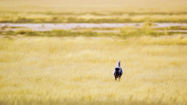 Secretary bird walking in Savanah