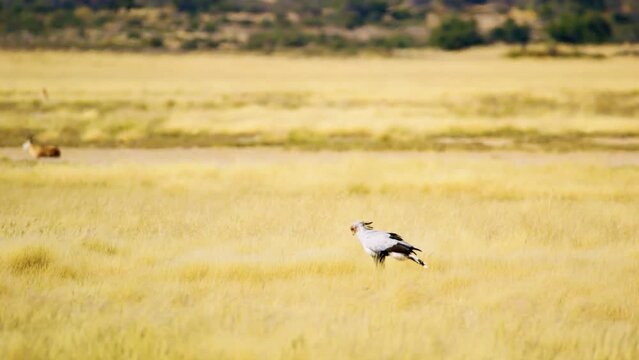 Secretary bird walking in Savanah