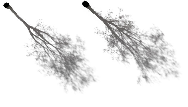 Realistic aesthetic shadow from big tree isolated png on a transparent background perfectly cutout (platanus, ash, alnus, morus, fraxinus, fagus, acer)
