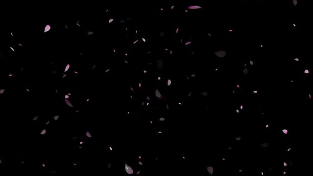 Cherry blossom petals flutter down, ink cherry petals. Realistic falling blossoms.
spring animation transition, isolated on black background. cherry blossoms are falling animation 