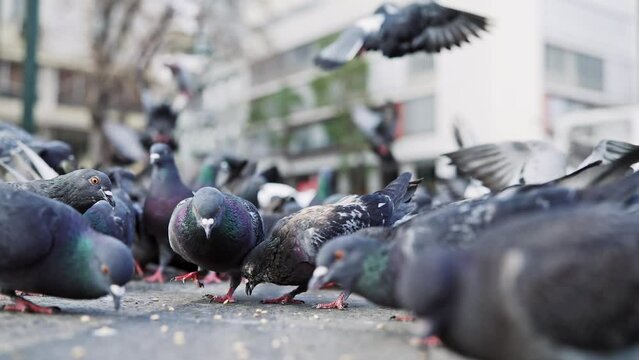 Flock of feral pigeons crowding square, feeding with discarded food or bird seeds. Background with doves, selective focus cinematic shot, slow motion