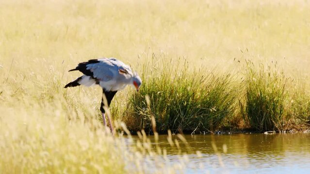 close up of a Secretary bird drinking water from a waterhole in Savanah of Botswana Africa, kgalagadi national park. 