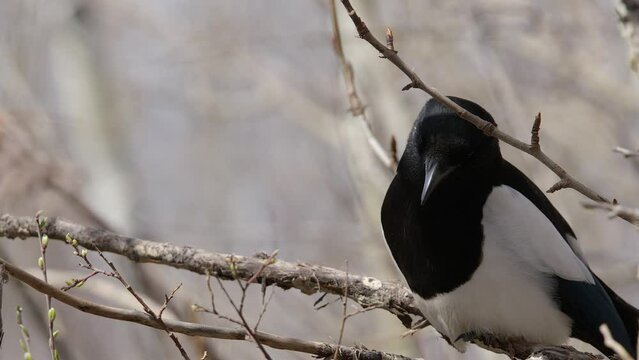 Magpie corvid bird scans environment from perch on spring tree branch