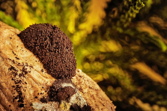 abstract macro photo of rot on potatoes