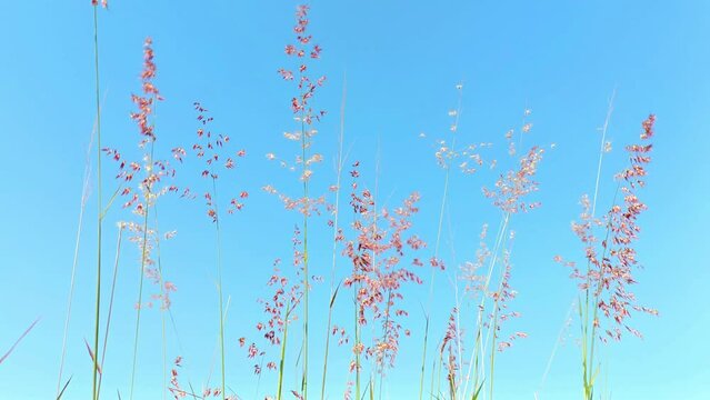 video footage of grass flowers blowing in the wind against a blue sky background