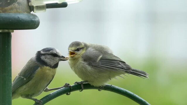 Young Blue Tit (Cyanistes caeruleus) being fed, eventually, on a bird feeder by an adult. Late May, Kent, UK [Slow motion x5]