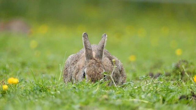 Closeup footage of an European rabbit feeding on the green grass in a meadow during daytime