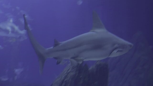 Sandbar shark Carcharhinus plumbeus underwater in sea