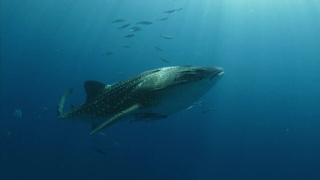 Whale Shark Swim in Andaman Sea, Richelieu Rock