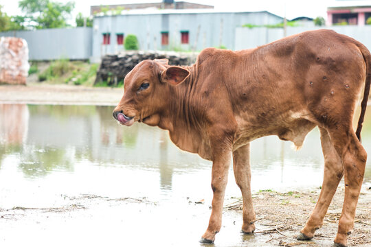 Calf Cow in a village, stand on soil drinking water, Land Scape beautiful calf cow photos.