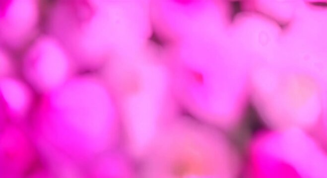 Beautiful pink Peony bouquet background Blooming peony flowers open time lapse close up Wedding backdrop macro easter spring Love birthday valentines day holidays concept timelapse 4k animation