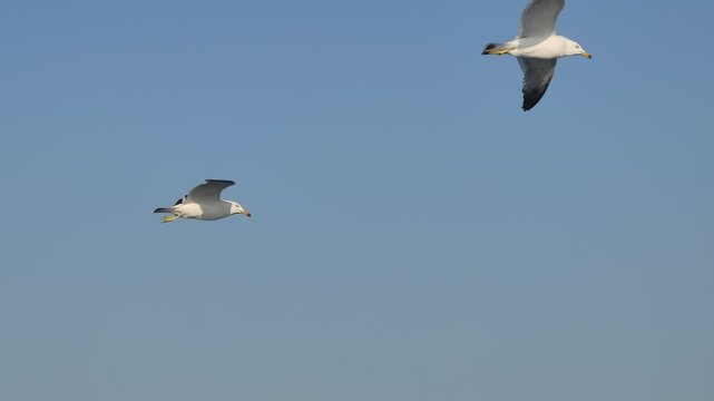 seagulls gliding in strong wind. gulls flying sea birds soaring clear sky closeup 4k video