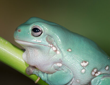 Dumpty tree frog, Australian green tree frog, White's tree frog, Litoria caerulea, controlled conditions