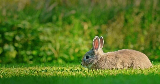 A cute decorative rabbit grazes on a green lawn on a sunny summer day.