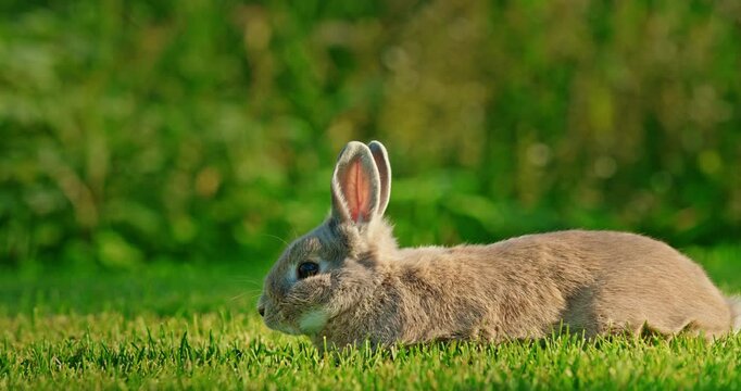 A cute decorative rabbit grazes on a green lawn under the bright summer sun.