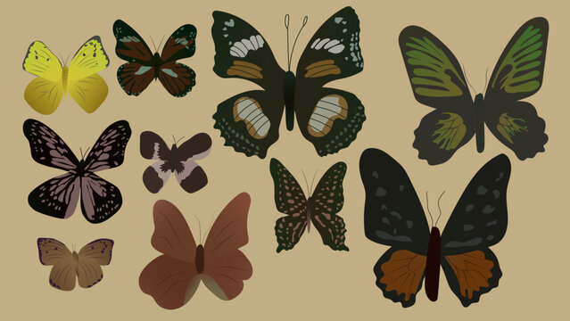 Collection of  vintage color hand drawn butterflies of various shapes and types. Simple set of butterfly  collection. vector illustration. 