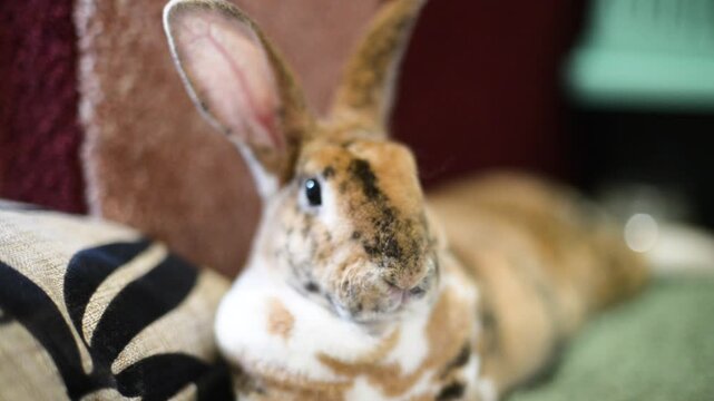 Portrait of a brown spotted domestic rabbit lying on the floor of a room.