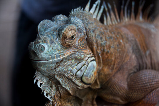 Blue and brown iguana closeup photo portrait. Beautiful lizard. Big reptile