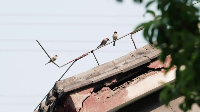 Video footage of sparrows on the eaves of a simple old house