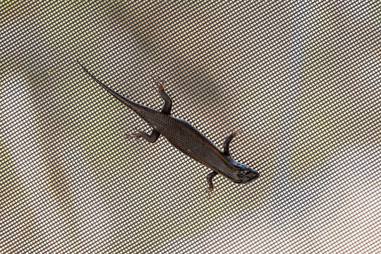 Close up photo of a gecko on a mostiquo net in a house